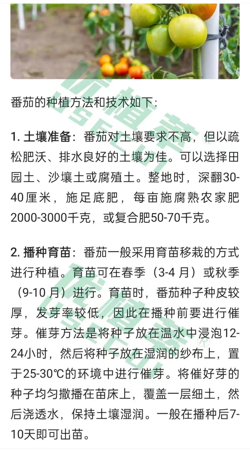 西红柿种植前要挑选什么样的种子_番茄芽怎么选种子种植呢 西红柿种植前要挑选什么样的种子_番茄芽怎么选种子种植呢 番茄种植技巧