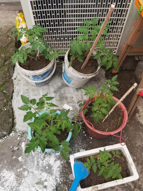 2020年农村种植什么果树最赚钱_珍珠果番茄怎么种植视频教程 2020年农村种植什么果树最赚钱_珍珠果番茄怎么种植视频教程 花朵知识