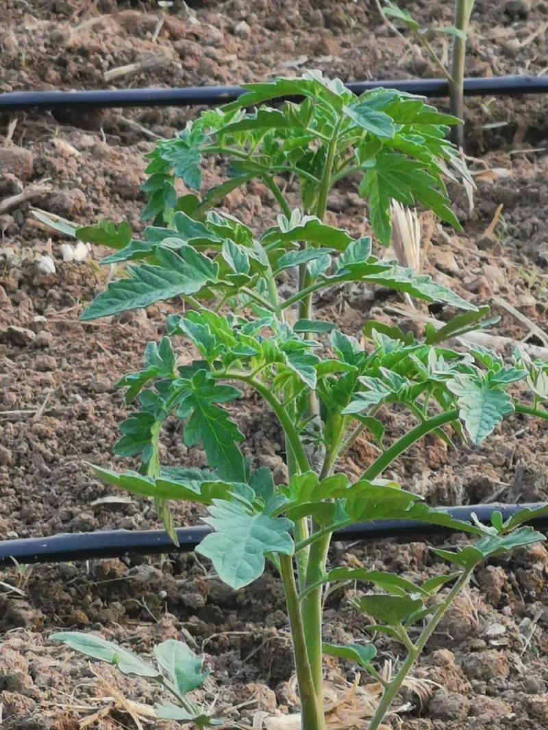 早春大棚西红柿管理应该注意哪些问题_番茄早春怎么种植视频 早春大棚西红柿管理应该注意哪些问题_番茄早春怎么种植视频 植物种类