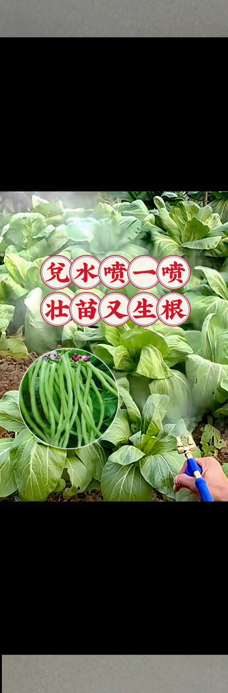 自然农法蔬菜种植技巧_学会这些蔬菜种植技巧英语 自然农法蔬菜种植技巧_学会这些蔬菜种植技巧英语 农业常识
