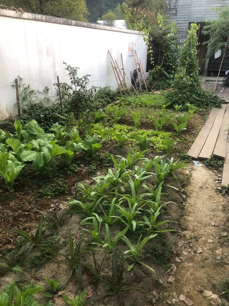 马上入冬了，南方的农村菜园子里适合栽种哪些蔬菜_南方蔬菜种植小技巧图片大全 马上入冬了，南方的农村菜园子里适合栽种哪些蔬菜_南方蔬菜种植小技巧图片大全 番茄种植技巧