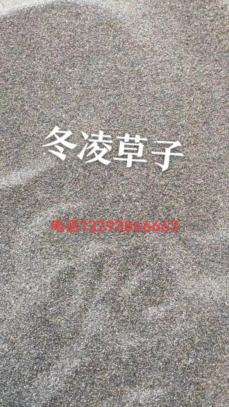 柴胡种子,传承千年草本精华，守护现代健康生活 柴胡种子,传承千年草本精华，守护现代健康生活 农业常识