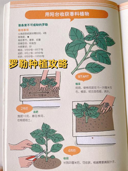 种植箱种菜注意事项_木箱蔬菜种植技巧视频 种植箱种菜注意事项_木箱蔬菜种植技巧视频 种植技巧