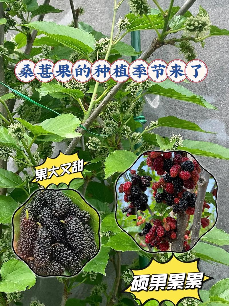 新鲜的桑葚可以钓草鱼吗_桑葚怎么种植小番茄苗子视频 新鲜的桑葚可以钓草鱼吗_桑葚怎么种植小番茄苗子视频 花朵知识