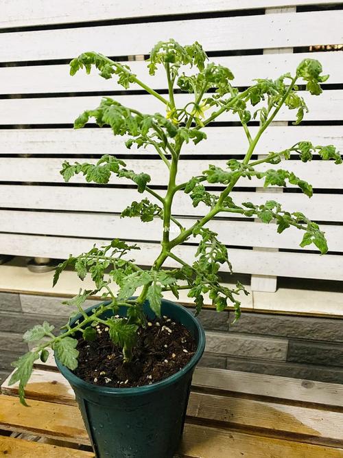 不用激光，怎样才能清扫脸上的色斑_绿斑马番茄怎么种植视频 不用激光，怎样才能清扫脸上的色斑_绿斑马番茄怎么种植视频 番茄病虫害防治