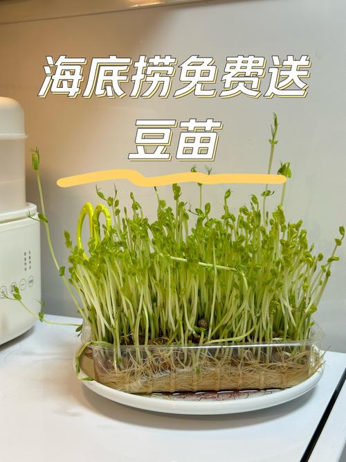 鱼和豆苗可以一起煮莱吗_豆苗怎么种植小番茄苗视频 鱼和豆苗可以一起煮莱吗_豆苗怎么种植小番茄苗视频 番茄种植技巧