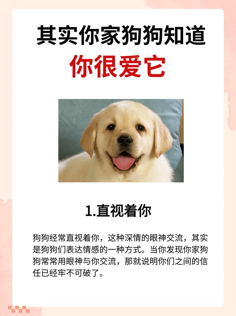 美国狗狗网站,宠物的数字家园，爱的无限延伸 美国狗狗网站,宠物的数字家园，爱的无限延伸 土壤施肥