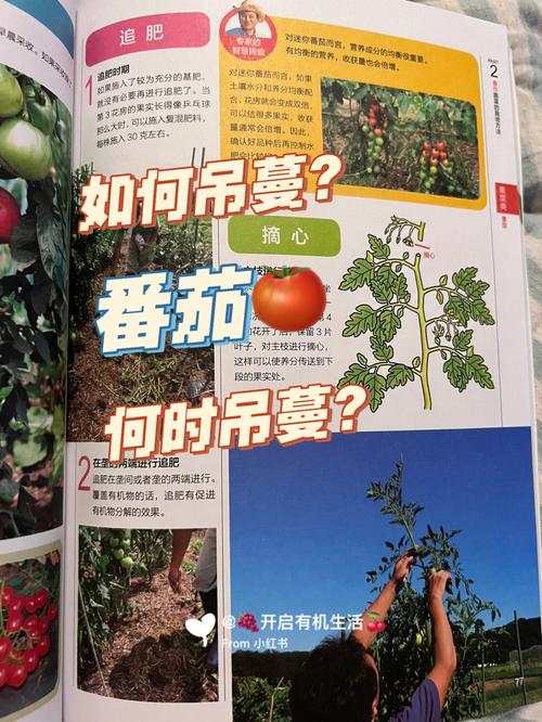 露天西红柿怎么吊蔓_番茄种植墙面怎么处理的好 露天西红柿怎么吊蔓_番茄种植墙面怎么处理的好 植物种类