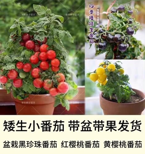 樱桃番茄怎样种植_矮生樱桃番茄怎么种植视频 樱桃番茄怎样种植_矮生樱桃番茄怎么种植视频 土壤施肥
