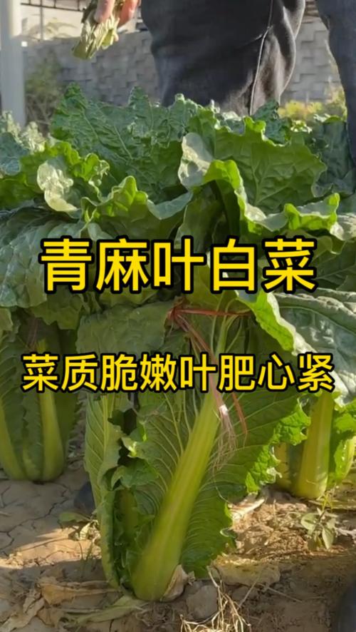 天津麻叶大白菜种植有技巧_生活小技巧蔬菜种植视频 天津麻叶大白菜种植有技巧_生活小技巧蔬菜种植视频 花朵知识
