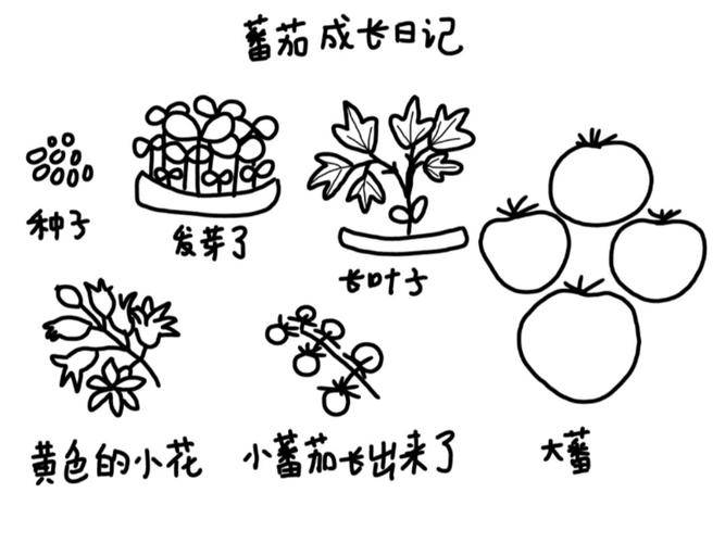 怎样知道西红柿在它的哪一面结果_番茄种植简图怎么画好看又简单 怎样知道西红柿在它的哪一面结果_番茄种植简图怎么画好看又简单 番茄种植技巧