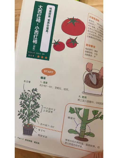 小西红柿的种植方法和过程_小番茄课程我们怎么种植的 小西红柿的种植方法和过程_小番茄课程我们怎么种植的 农业常识