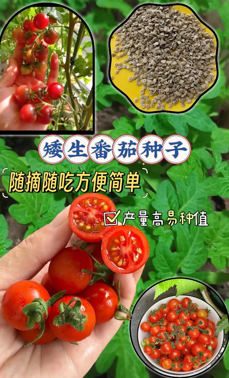 有没有烹饪的小视频可以分享一下_番茄地里怎么种植视频教程 有没有烹饪的小视频可以分享一下_番茄地里怎么种植视频教程 植物种类