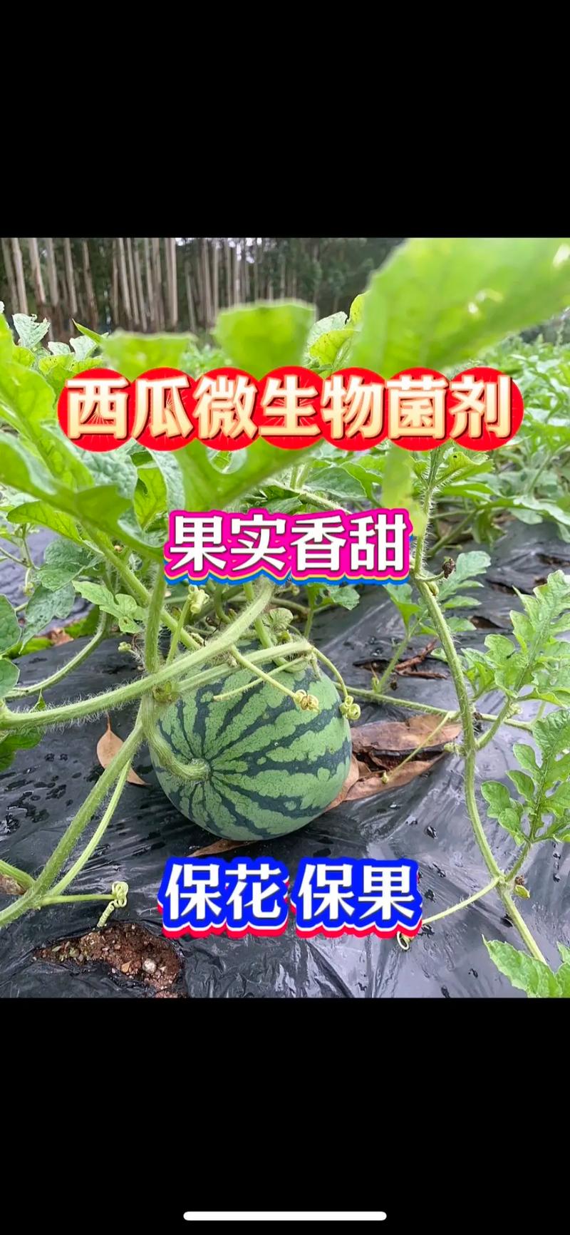 西瓜整枝技术_怎么快速种植番茄树根部 番茄病虫害防治 西瓜整枝技术_怎么快速种植番茄树根部 西瓜整枝技术_怎么快速种植番茄树根部 番茄病虫害防治