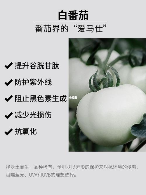 水晶白番茄和虾青素哪一种好_种植水晶番茄怎么种植 水晶白番茄和虾青素哪一种好_种植水晶番茄怎么种植 农业常识
