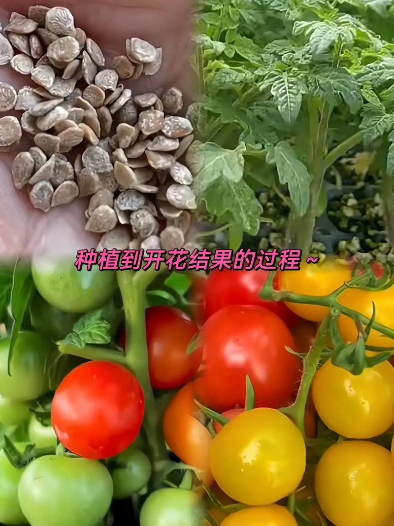 番茄降酸增甜的办法_种植番茄怎么才甜呢 番茄降酸增甜的办法_种植番茄怎么才甜呢 花朵知识
