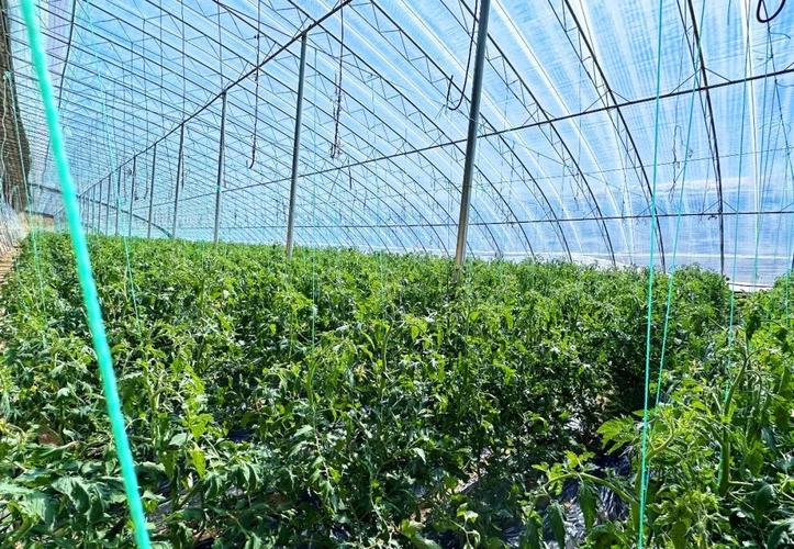泉州地区主要种植哪些蔬菜呢_泉州番茄怎么种植的 泉州地区主要种植哪些蔬菜呢_泉州番茄怎么种植的 花朵知识