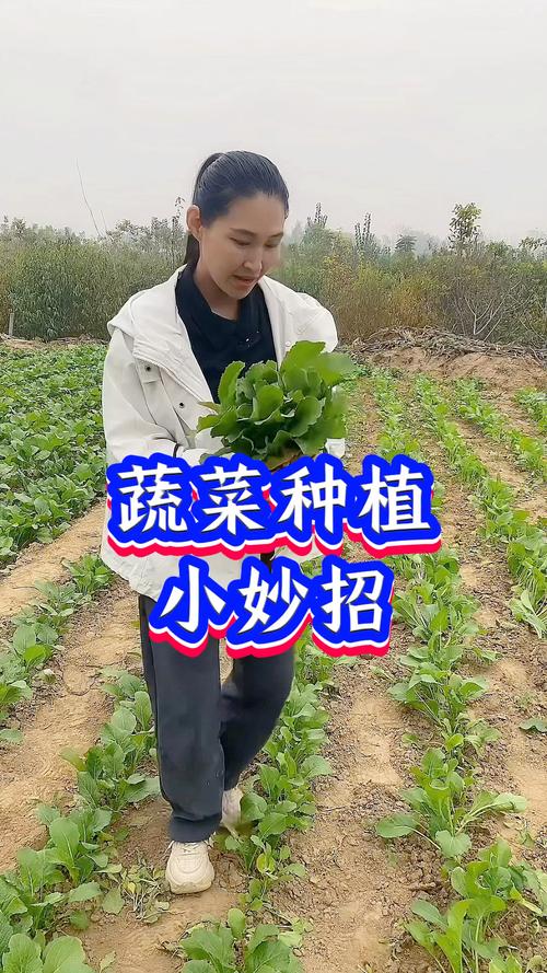 如何真正做到种植蔬菜不打农药_蔬菜种植小技巧视频大全教程 如何真正做到种植蔬菜不打农药_蔬菜种植小技巧视频大全教程 花朵知识