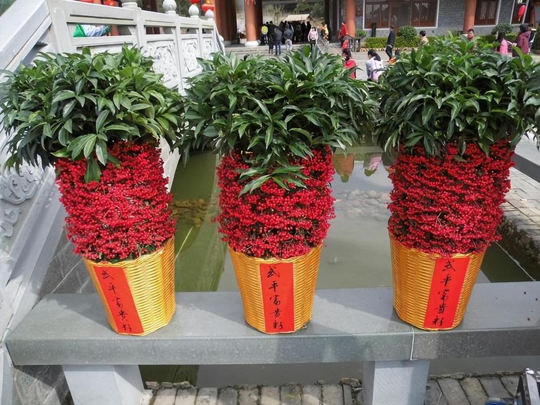 有种花结的果实像小西红柿，果实开始绿色慢慢会变成红色果实里面全是种子,这种植物叫什么_橙色番茄种子怎么种植的 有种花结的果实像小西红柿，果实开始绿色慢慢会变成红色果实里面全是种子,这种植物叫什么_橙色番茄种子怎么种植的 农业常识