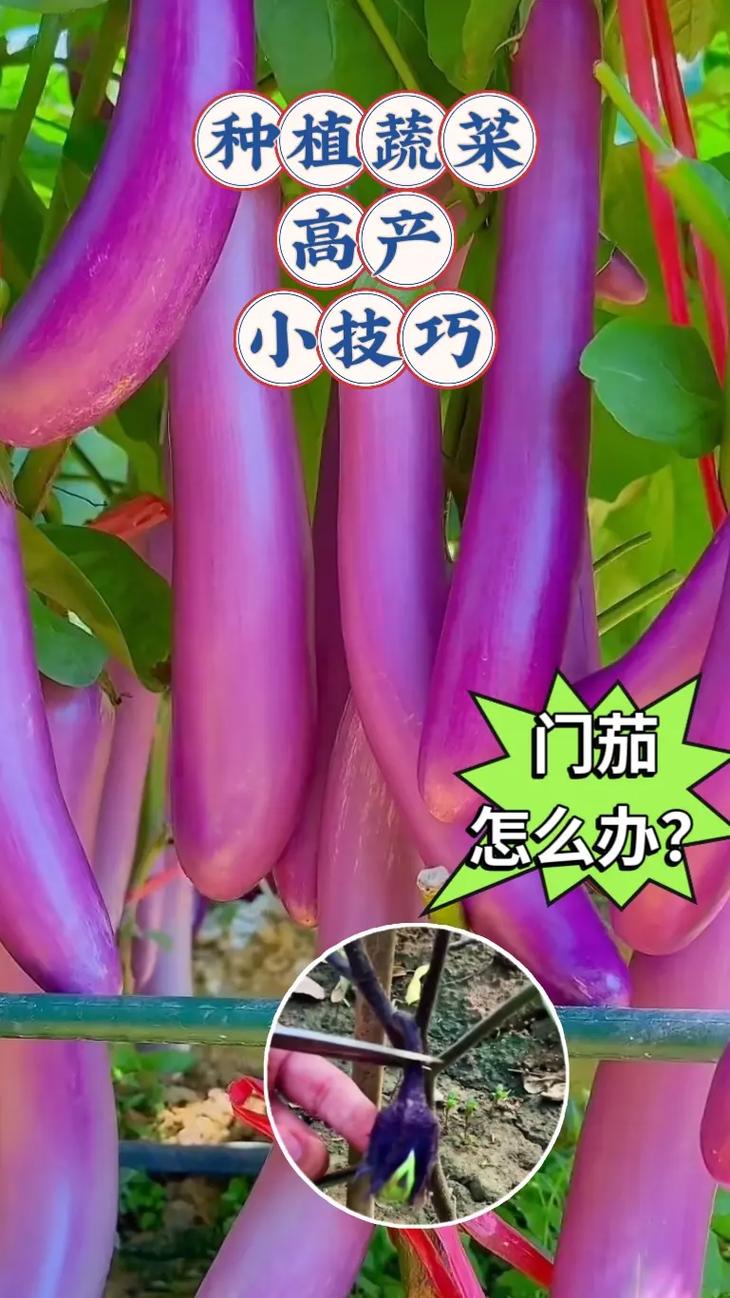 十月适合种植的蔬菜有哪些？要怎么管理_几种蔬菜种植小技巧视频教程 十月适合种植的蔬菜有哪些？要怎么管理_几种蔬菜种植小技巧视频教程 植物种类