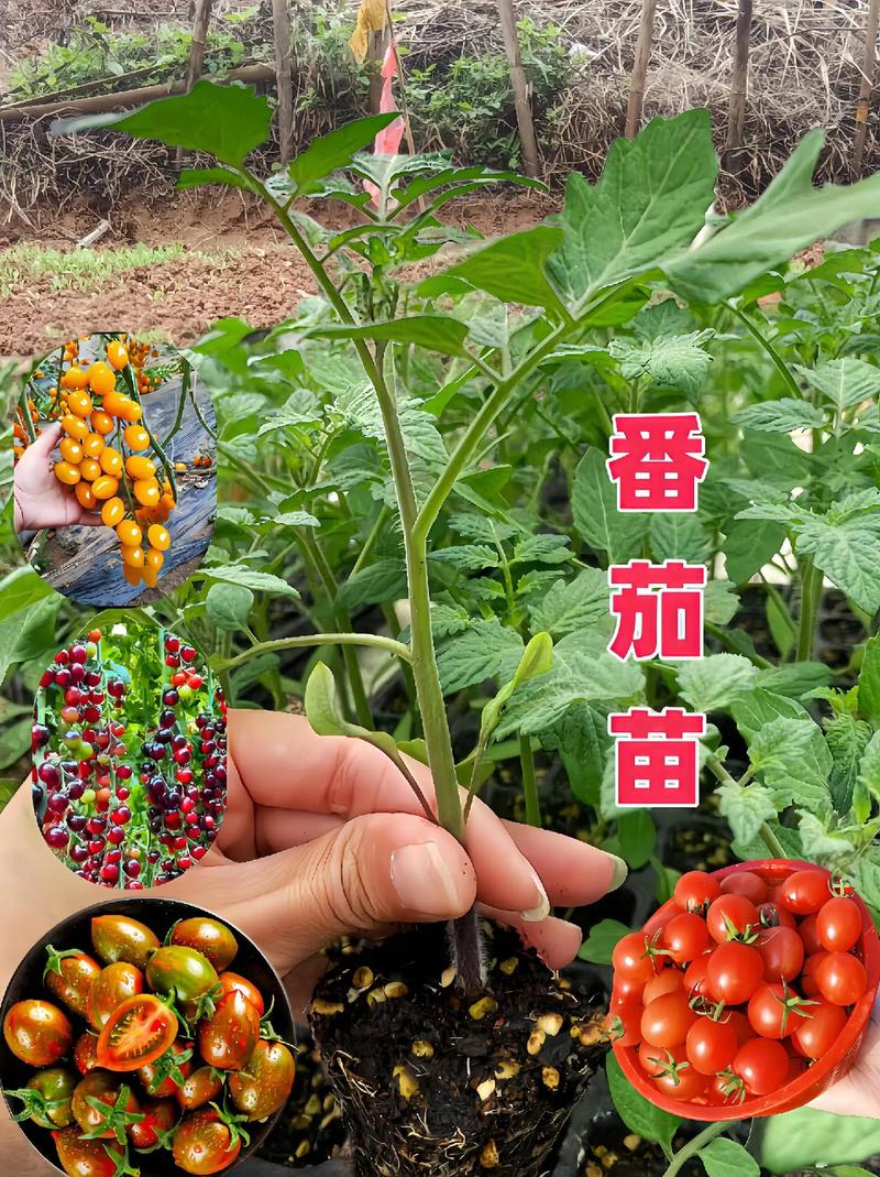 西红柿籽怎么种_番茄籽怎么种植番茄苗 西红柿籽怎么种_番茄籽怎么种植番茄苗 农业常识