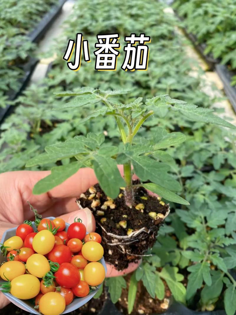 樱桃番茄是怎么种植的？该如何管理_袖珍小番茄怎么种植方法视频 樱桃番茄是怎么种植的？该如何管理_袖珍小番茄怎么种植方法视频 种植技巧