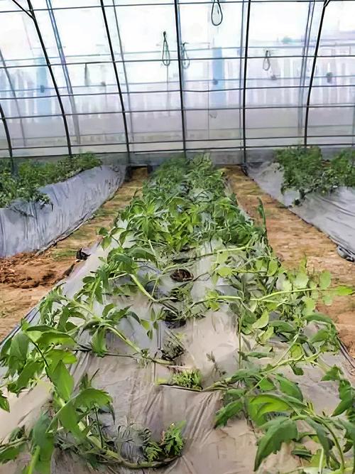 西红柿什么时候卧倒_番茄卧倒怎么种植视频教程 西红柿什么时候卧倒_番茄卧倒怎么种植视频教程 农业常识