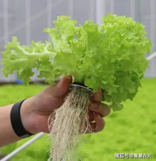 鱼塘无土栽培生菜全过程_蔬菜种植小技巧无土栽培 鱼塘无土栽培生菜全过程_蔬菜种植小技巧无土栽培 花朵知识
