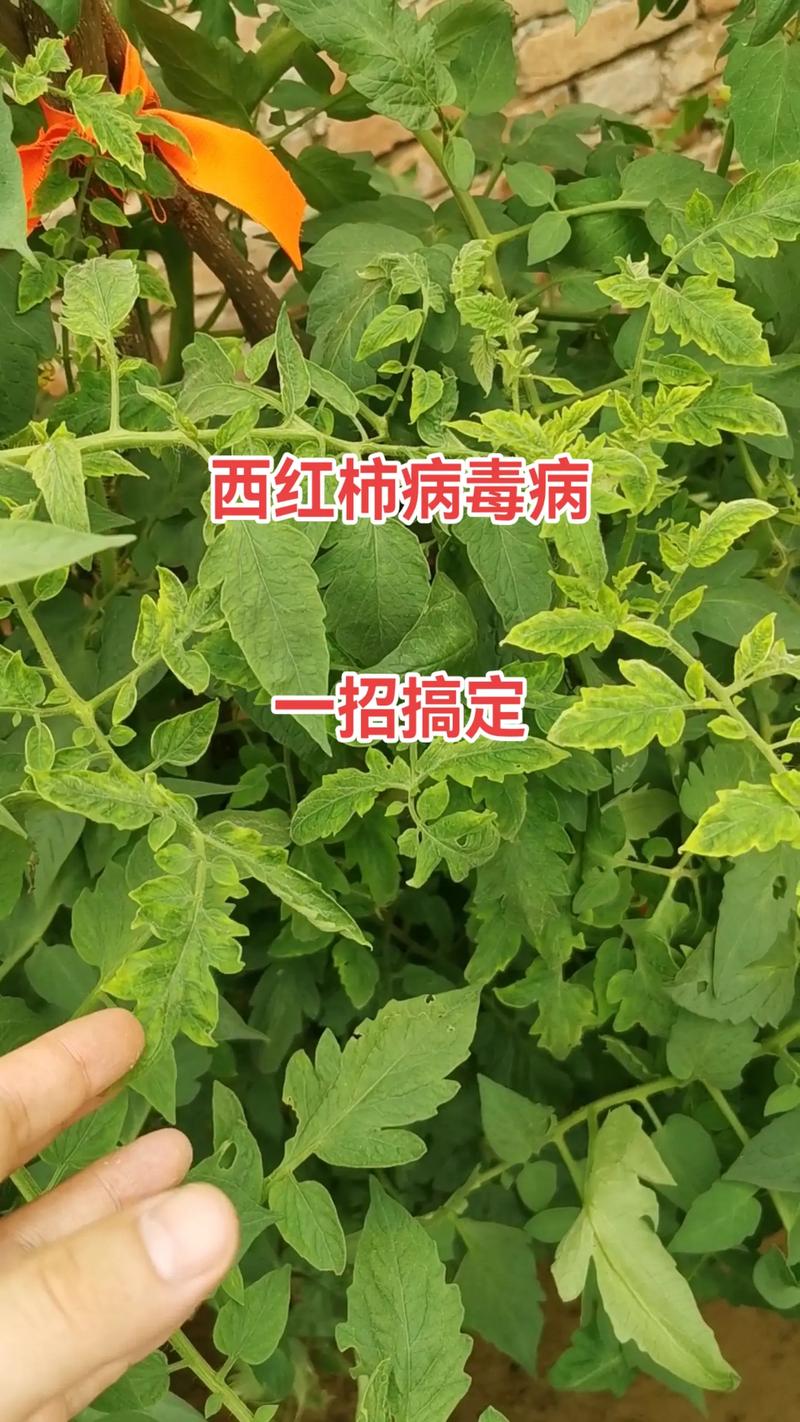 西红柿防病最好的方法_番茄怎样防病 西红柿防病最好的方法_番茄怎样防病 农业常识