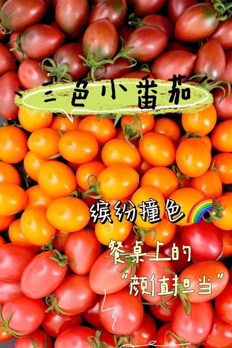 番茄黄金碎怎么做_黄金番茄怎么种植方法视频 番茄黄金碎怎么做_黄金番茄怎么种植方法视频 花朵知识