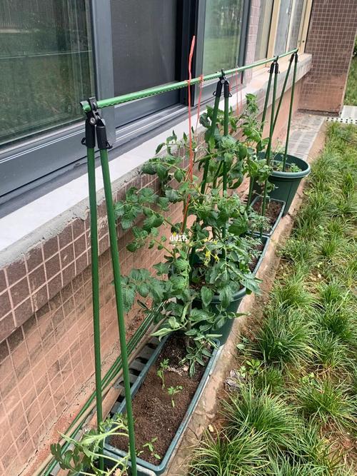 种植番茄，要不要支架呢？如何给番茄支架_种植番茄怎么搭支架好看 种植番茄，要不要支架呢？如何给番茄支架_种植番茄怎么搭支架好看 种植技巧