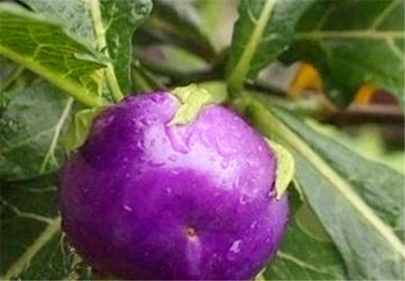 紫西红柿是转基因吗_紫色软体番茄怎么种植的视频 紫西红柿是转基因吗_紫色软体番茄怎么种植的视频 花朵知识