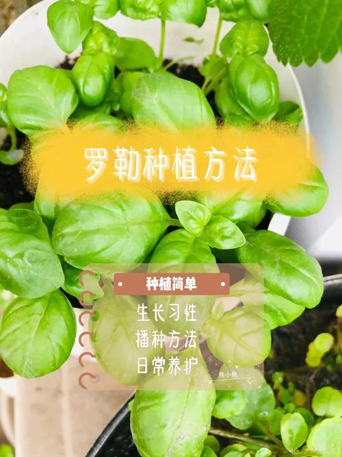 罗勒叶的大面积种植方法_种植番茄罗勒怎么种植的 罗勒叶的大面积种植方法_种植番茄罗勒怎么种植的 种植技巧
