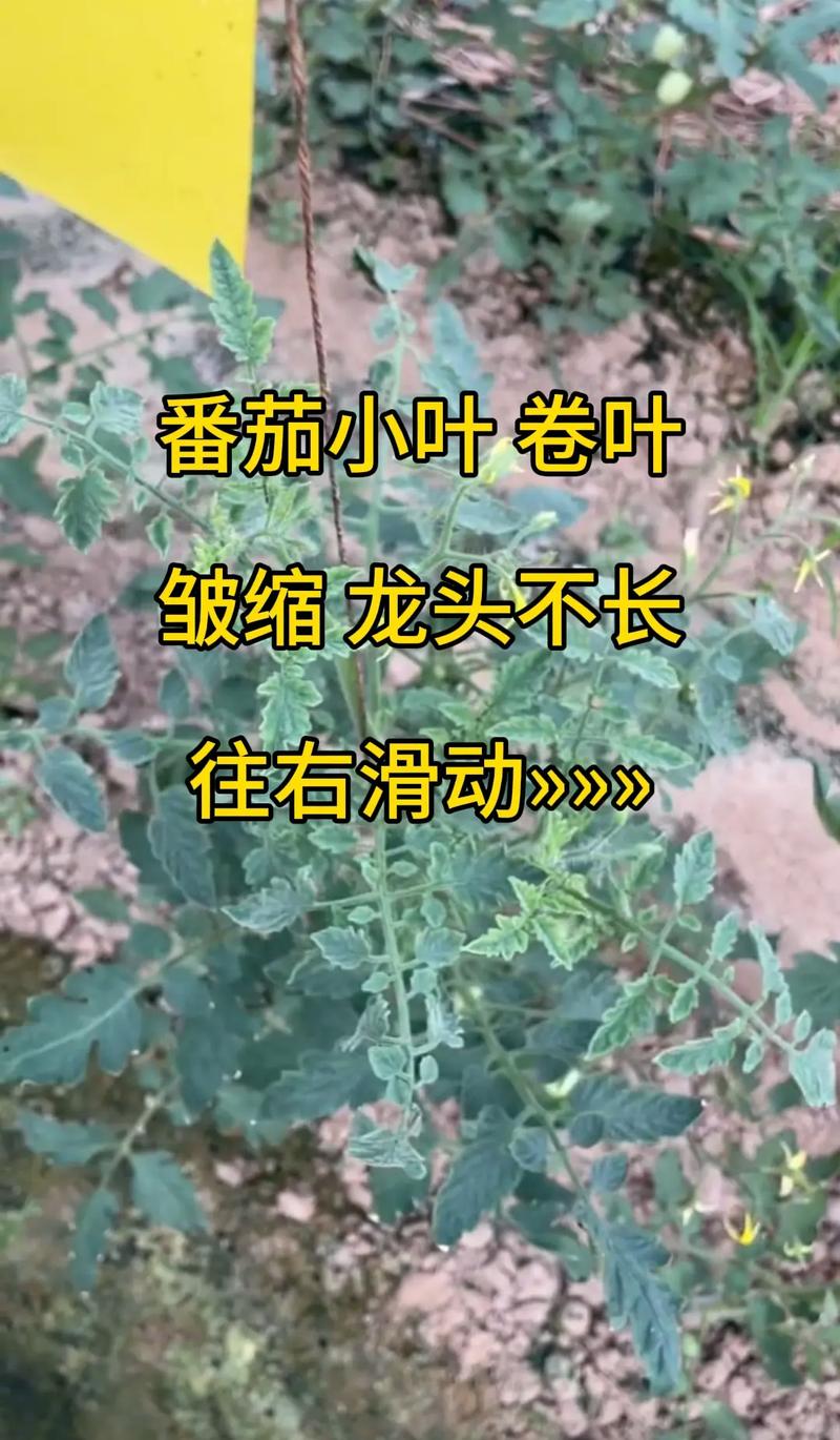 西红柿果柄发黄是什么原因_种植番茄怎么软化果柄呢 西红柿果柄发黄是什么原因_种植番茄怎么软化果柄呢 农业常识