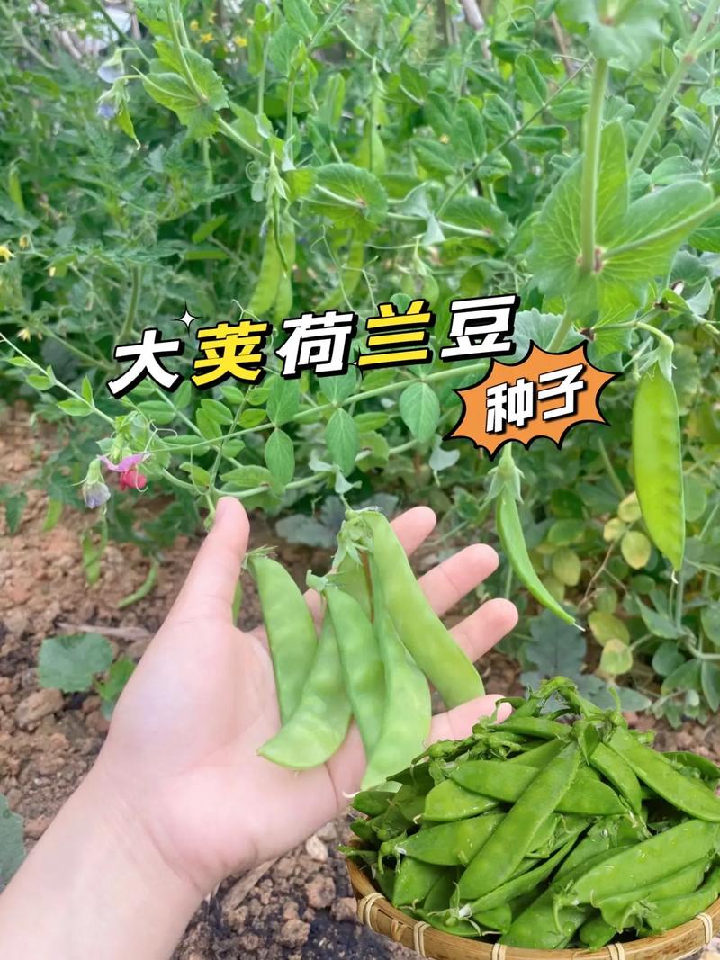 怎样种植荷兰豆_蔬菜种植小技巧热门视频教程 怎样种植荷兰豆_蔬菜种植小技巧热门视频教程 种植技巧