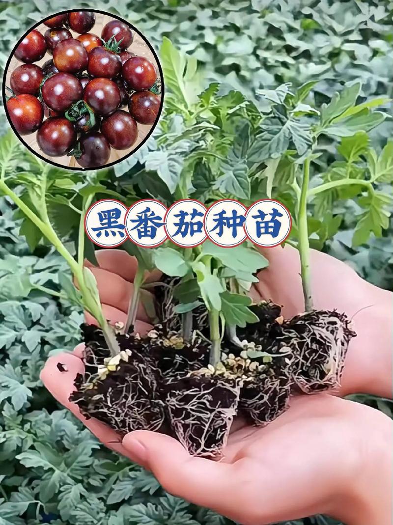 樱桃番茄种植方法_黑樱桃番茄树苗怎么种植视频 樱桃番茄种植方法_黑樱桃番茄树苗怎么种植视频 种植技巧