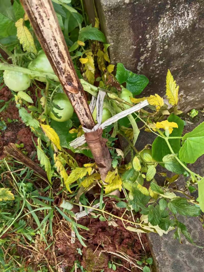 西红柿苗枯萎了,还能救活吗_种植番茄枯萎怎么办呢 西红柿苗枯萎了,还能救活吗_种植番茄枯萎怎么办呢 番茄种植技巧