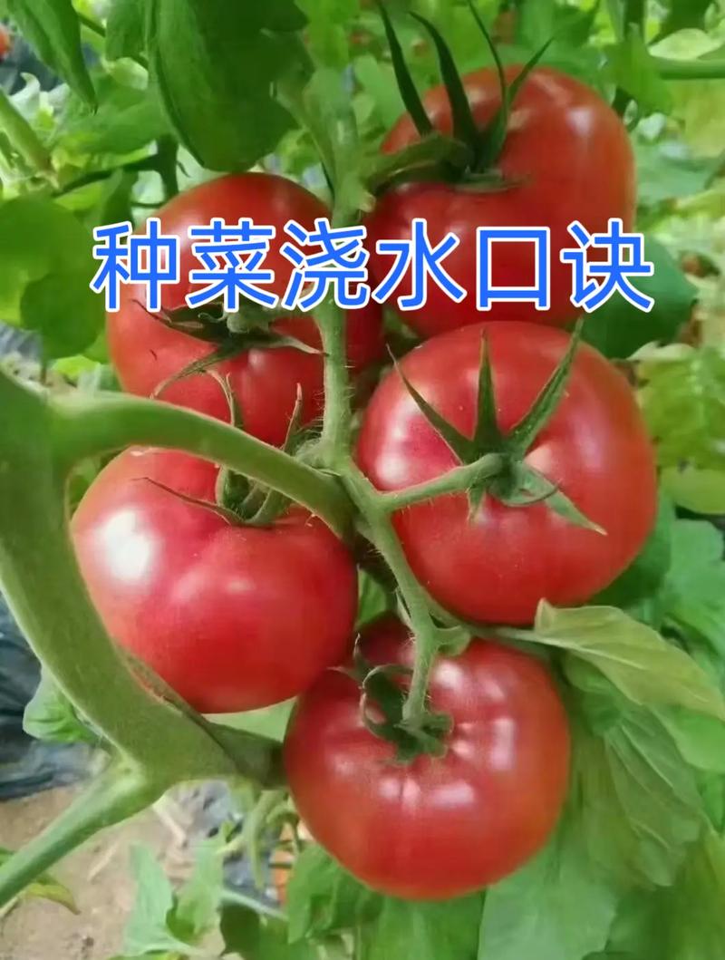 蔬菜浇水要注意三看蔬菜什么时候浇水好_蔬菜种植浇水都有小技巧吗 蔬菜浇水要注意三看蔬菜什么时候浇水好_蔬菜种植浇水都有小技巧吗 种植技巧