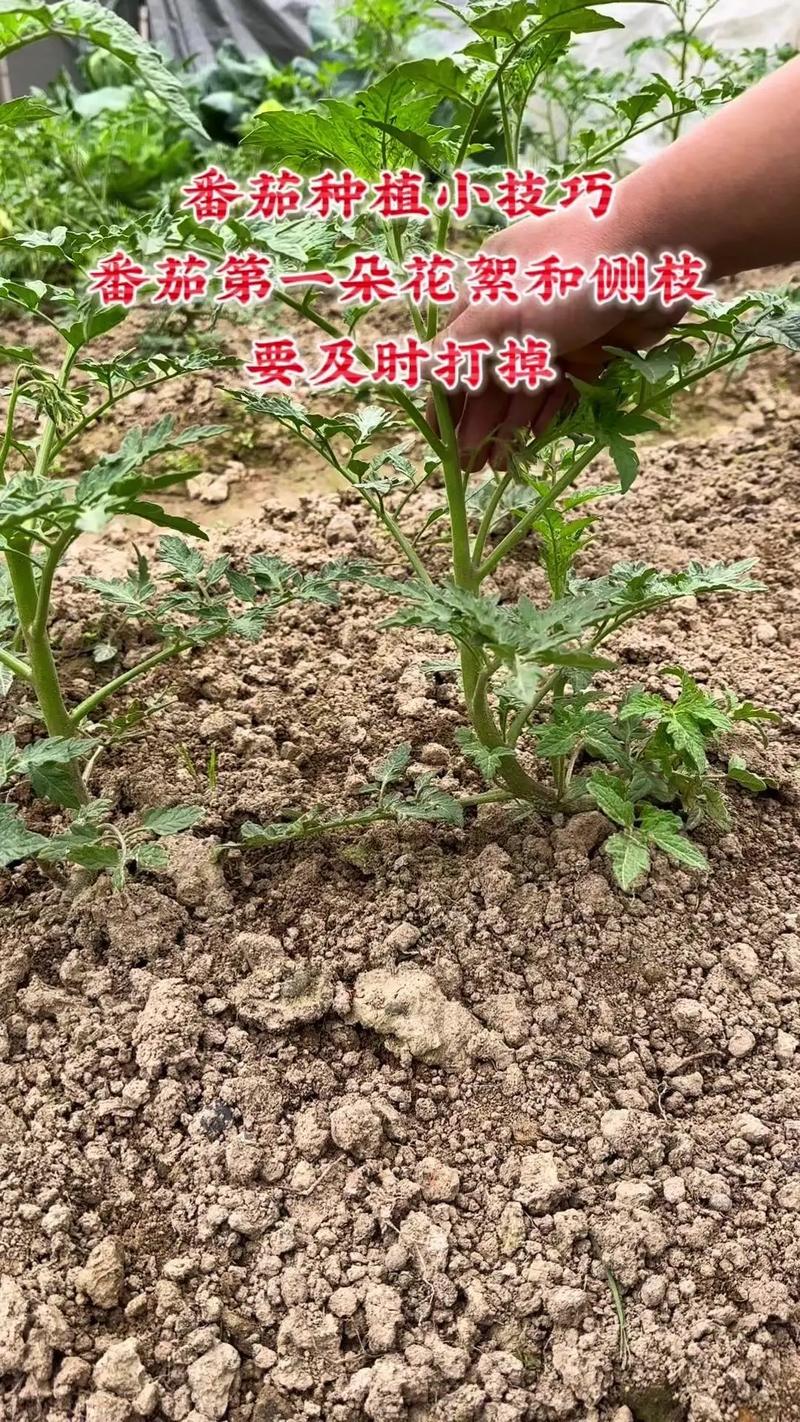 露地西红柿怎么育苗？怎么育苗早结果_基地播种番茄怎么种植的 露地西红柿怎么育苗？怎么育苗早结果_基地播种番茄怎么种植的 农业常识