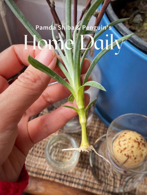 水培康乃馨怎么生根快_水培可再生蔬菜种植技巧视频 水培康乃馨怎么生根快_水培可再生蔬菜种植技巧视频 种植技巧