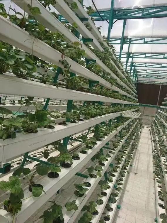 无土栽培作为一项新的现代化农业技术，其主要应用在哪些范围_种植番茄铺陶粒怎么施肥视频 无土栽培作为一项新的现代化农业技术，其主要应用在哪些范围_种植番茄铺陶粒怎么施肥视频 土壤施肥