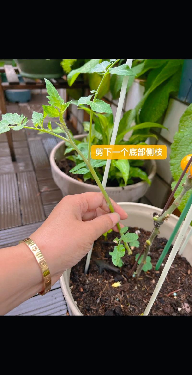迷你番茄种植_如何种小番茄苗 迷你番茄种植_如何种小番茄苗 番茄种植技巧