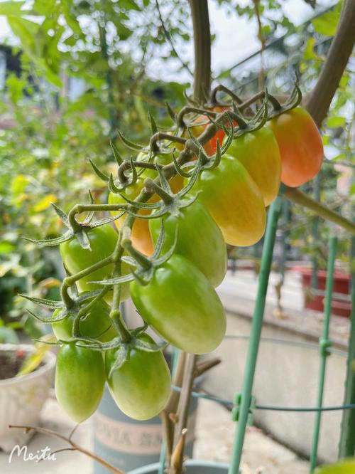 花生柿子番茄能种花盆里吗_番茄花生怎么种植方法 花生柿子番茄能种花盆里吗_番茄花生怎么种植方法 种植技巧