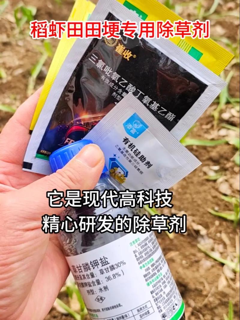 东北白皮蒜种植技术_蔬菜种植打埂技巧视频 东北白皮蒜种植技术_蔬菜种植打埂技巧视频 花朵知识