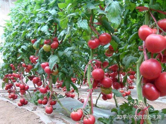 西红柿怎样施底肥?如果用有机肥应该用多少_番茄种植底肥怎么用的 土壤施肥 西红柿怎样施底肥?如果用有机肥应该用多少_番茄种植底肥怎么用的 西红柿怎样施底肥?如果用有机肥应该用多少_番茄种植底肥怎么用的 土壤施肥