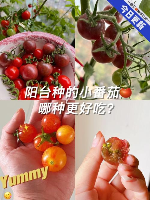 请教：西红柿到底是一年生还是多年生植物_精品大黄番茄怎么种植的呢 请教：西红柿到底是一年生还是多年生植物_精品大黄番茄怎么种植的呢 种植技巧