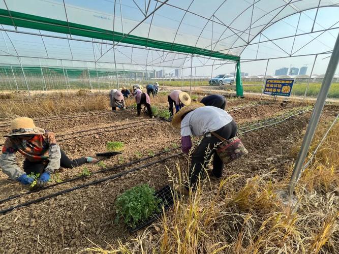稻田秸秆处理方法_田头大番茄种子怎么种植视频 稻田秸秆处理方法_田头大番茄种子怎么种植视频 种植技巧