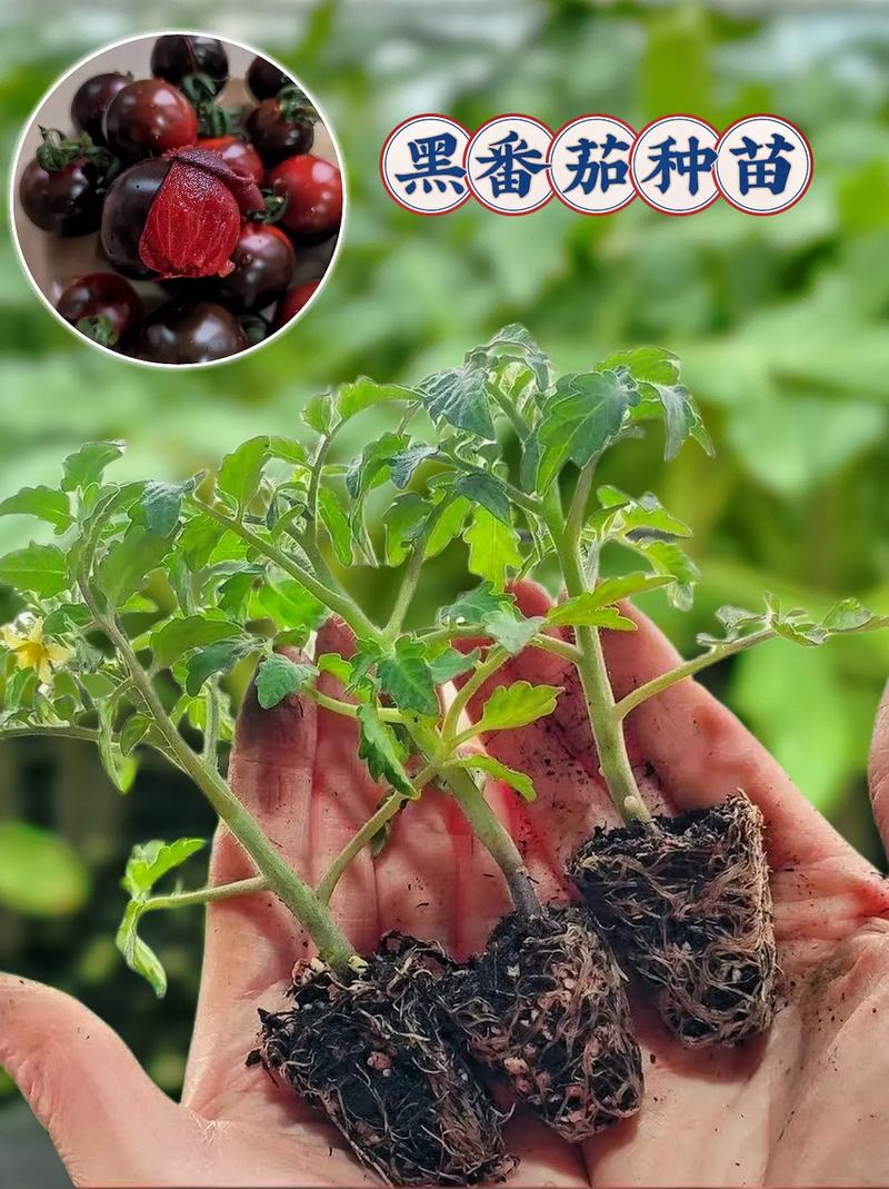 黑番茄大家了解吗？是转基因的吗_黑番茄怎么种植技术与管理 黑番茄大家了解吗？是转基因的吗_黑番茄怎么种植技术与管理 番茄病虫害防治