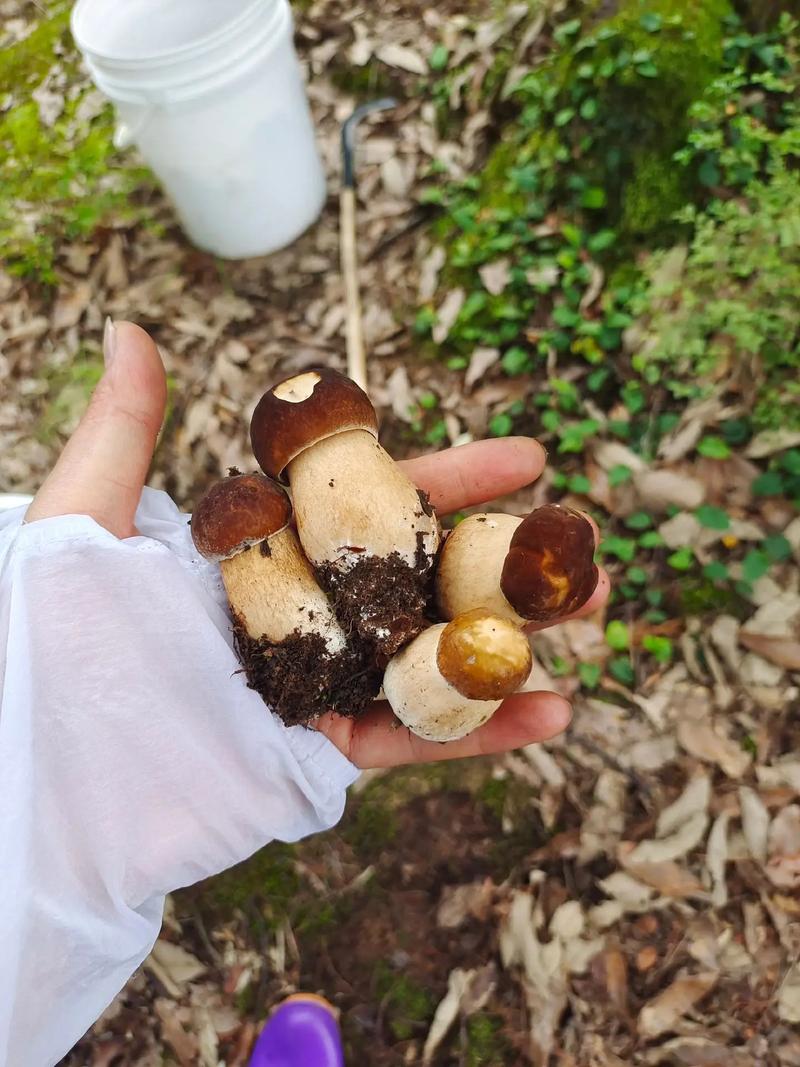 种蘑菇后的剩料可以养鸡吗，注意什么_蔬菜种植小技巧蘑菇视频教程 种蘑菇后的剩料可以养鸡吗，注意什么_蔬菜种植小技巧蘑菇视频教程 种植技巧