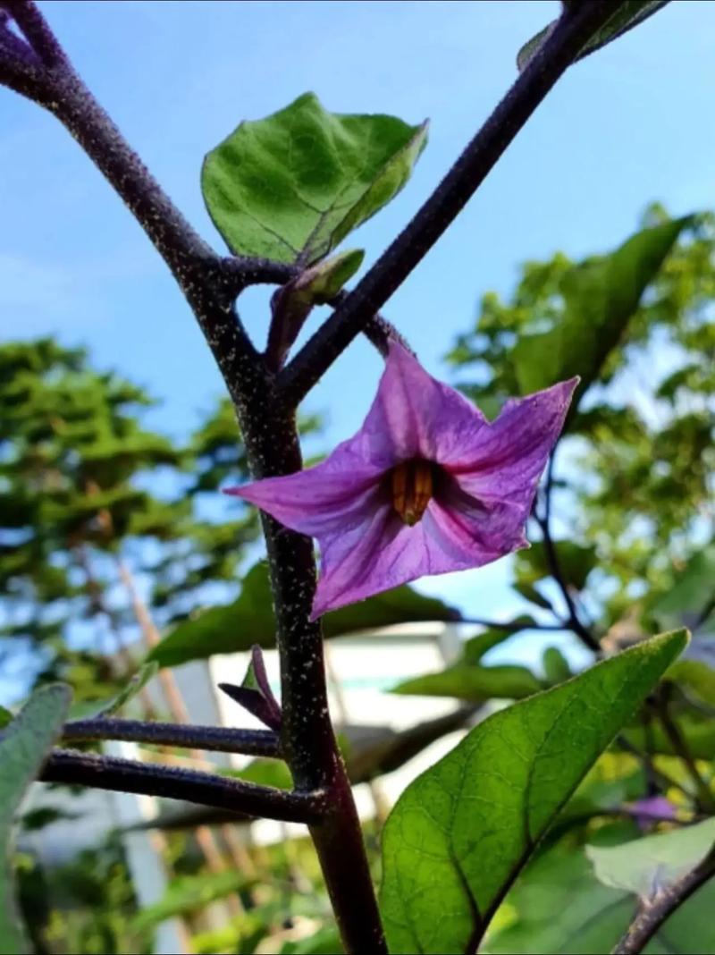 茄子能否与西红柿种在一起吗_茄子和番茄怎么种植好呢 茄子能否与西红柿种在一起吗_茄子和番茄怎么种植好呢 土壤施肥